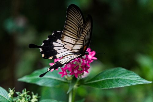 Free Close-up of a swallowtail butterfly sipping nectar from a bright pink flower in a lush garden. Stock Photo