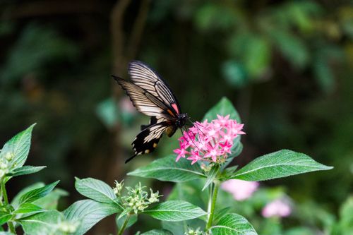 Free A striking butterfly delicately perched on a vivid pink flower in a lush green setting, showcasing nature's beauty. Stock Photo