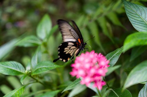 Free Close-up of a black and white butterfly perched on a vibrant pink flower with lush greenery in the background. Stock Photo