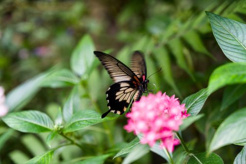 Free A stunning butterfly gracefully perched on a vivid pink flower amidst lush greenery. Stock Photo