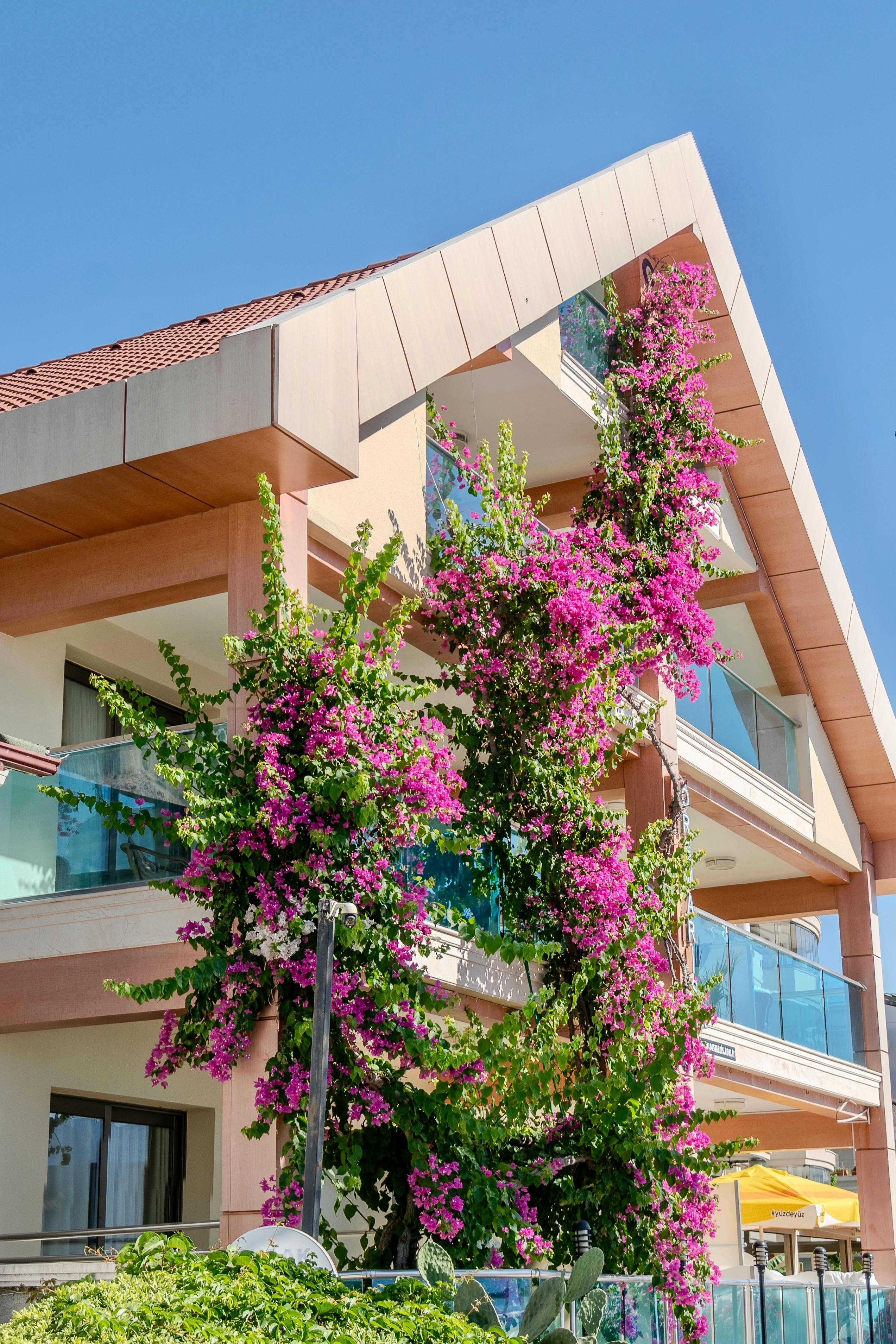 A vibrant bougainvillea plant climbs the facade of a modern hotel in Marmaris, Türkiye.