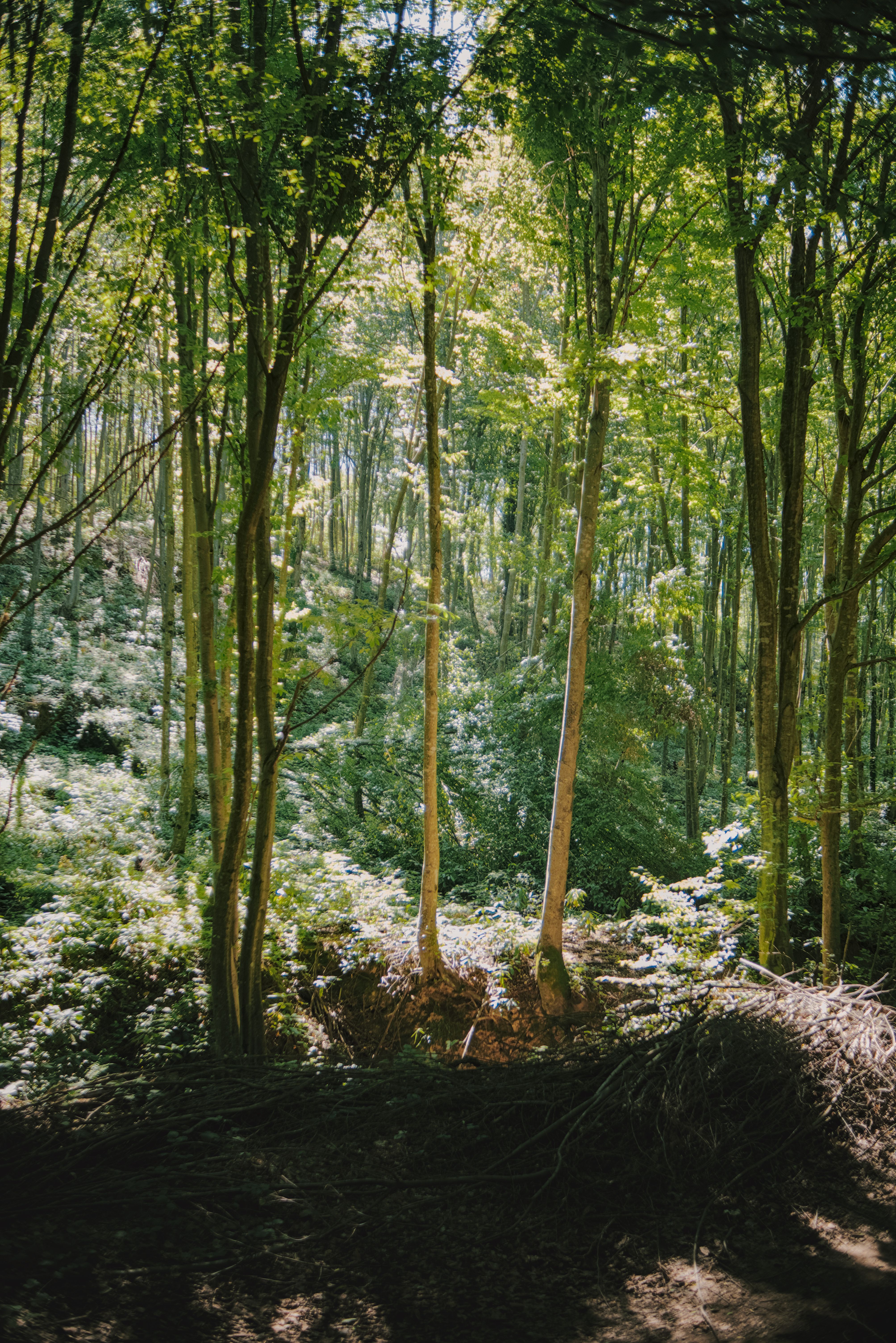 Peaceful forest landscape showcasing tall sunlit trees and lush greenery.