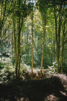 Peaceful forest landscape showcasing tall sunlit trees and lush greenery.