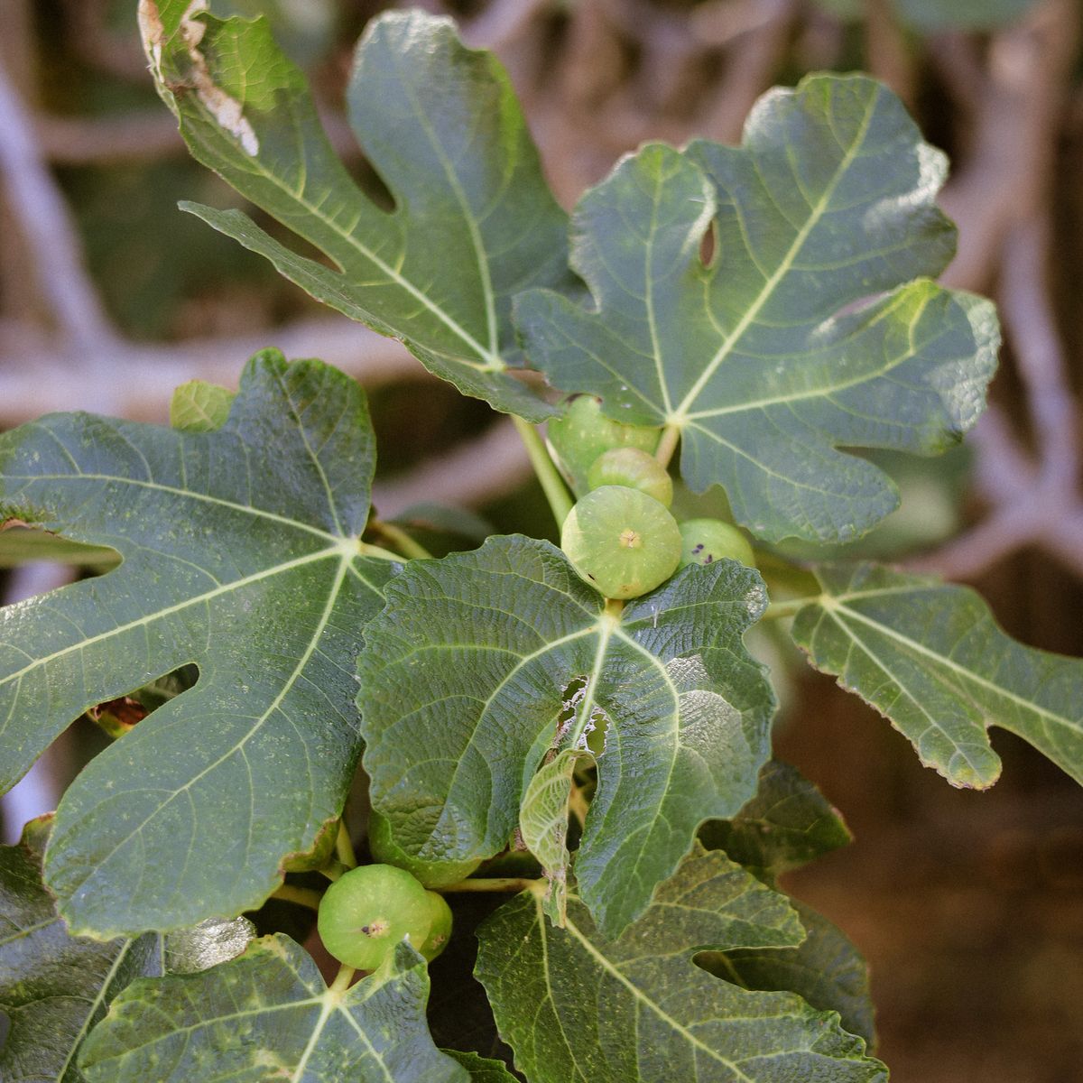 Fig Tree fruit