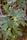 fig tree