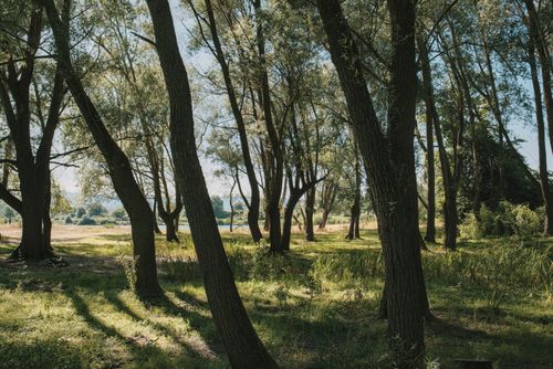 Free Peaceful summer forest with sunlight filtering through tall trees casting shadows. Stock Photo