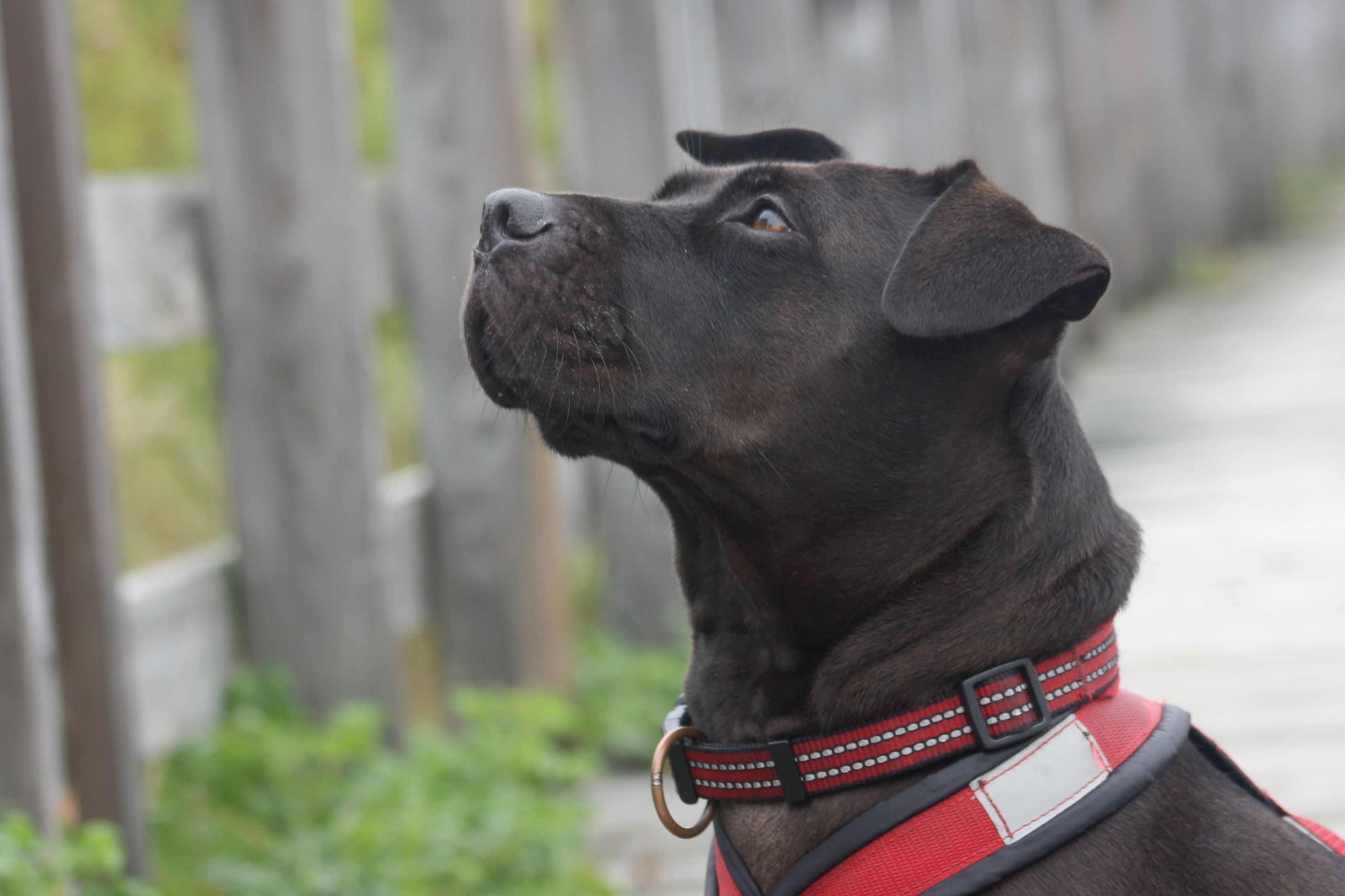 Dog Harness Sizing by Breed: Escape-Proof Fit & Safety Guide