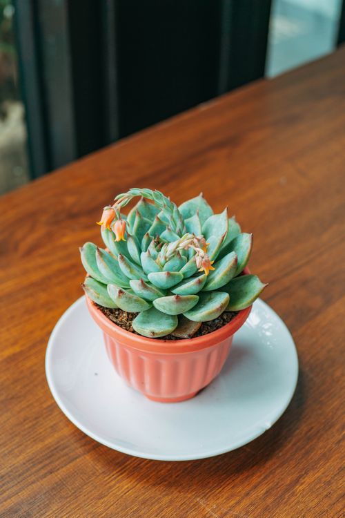 Free Colorful succulent plant in a pink pot displayed on a wooden table. Stock Photo