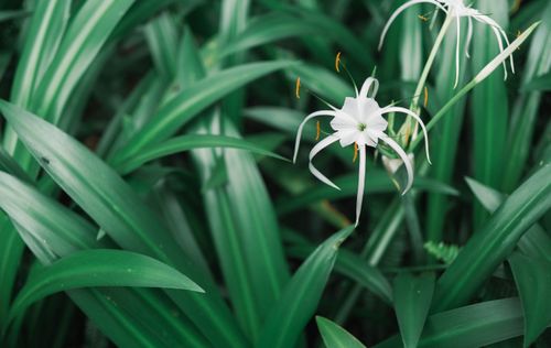 Free A vibrant close-up of a white lily surrounded by lush green foliage, symbolizing purity and nature's beauty. Stock Photo