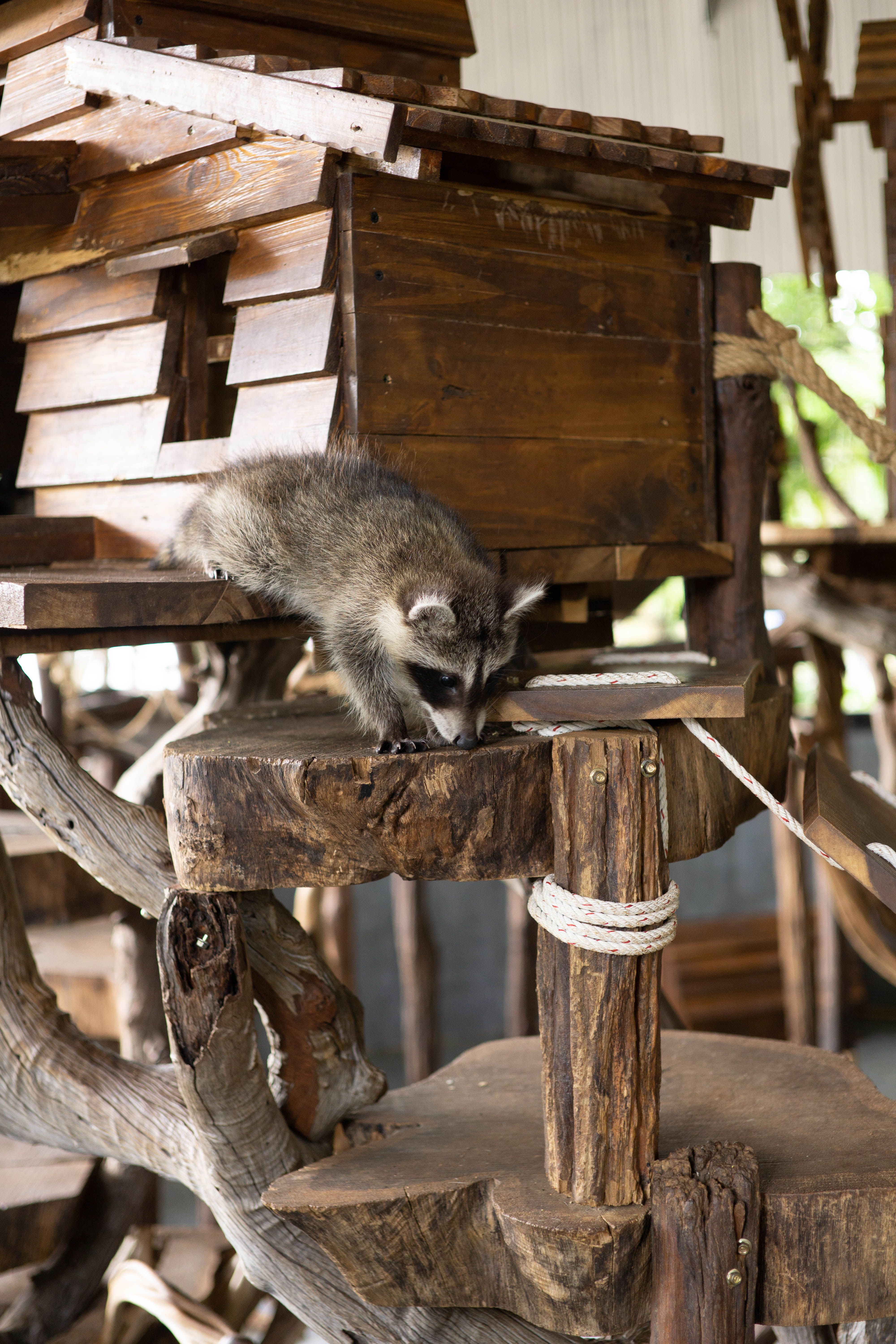 Curious Raccoon in Rustic Wooden Playhouse · Free Stock Photo