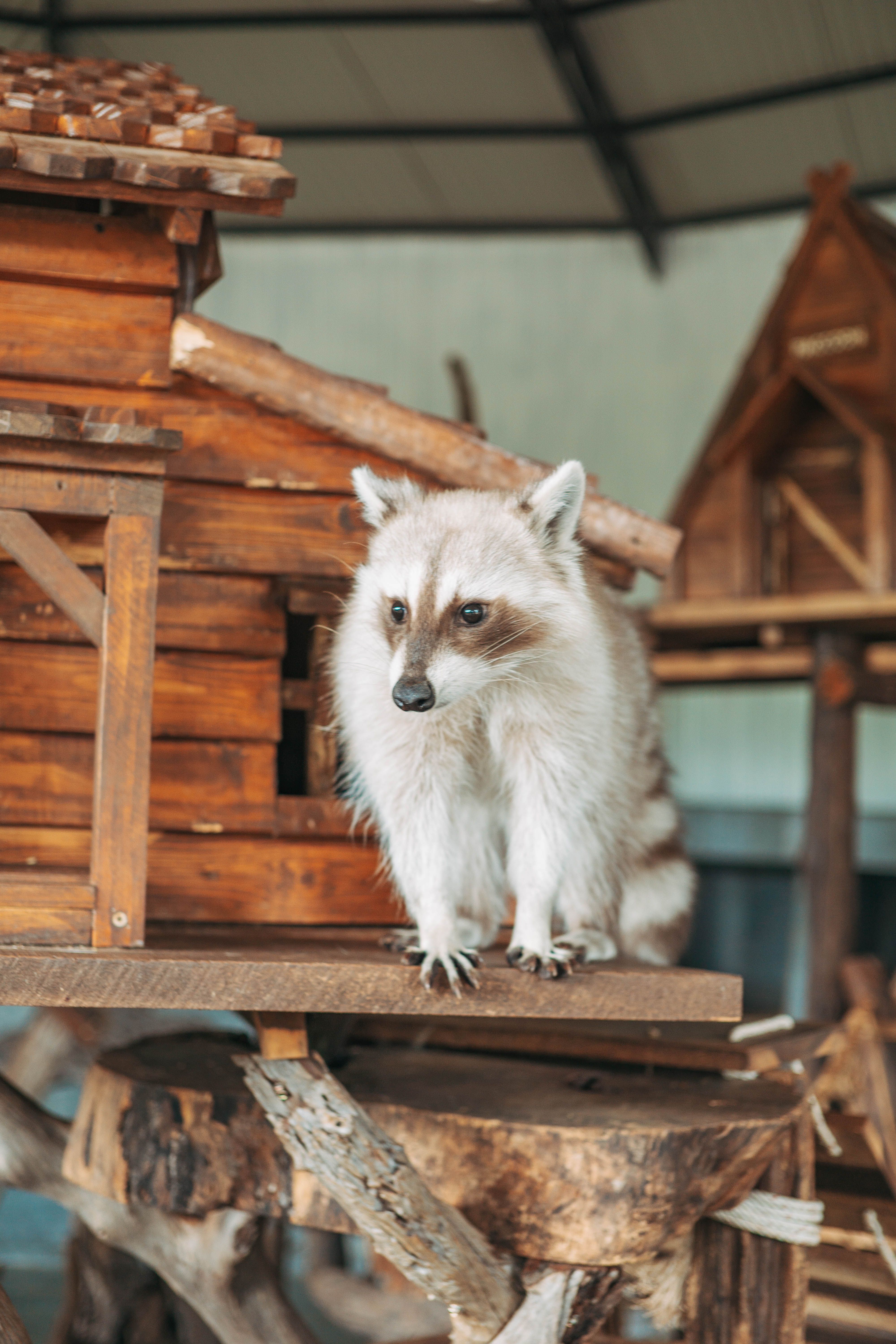 Adorable Raccoon on Rustic Wooden Structure · Free Stock Photo