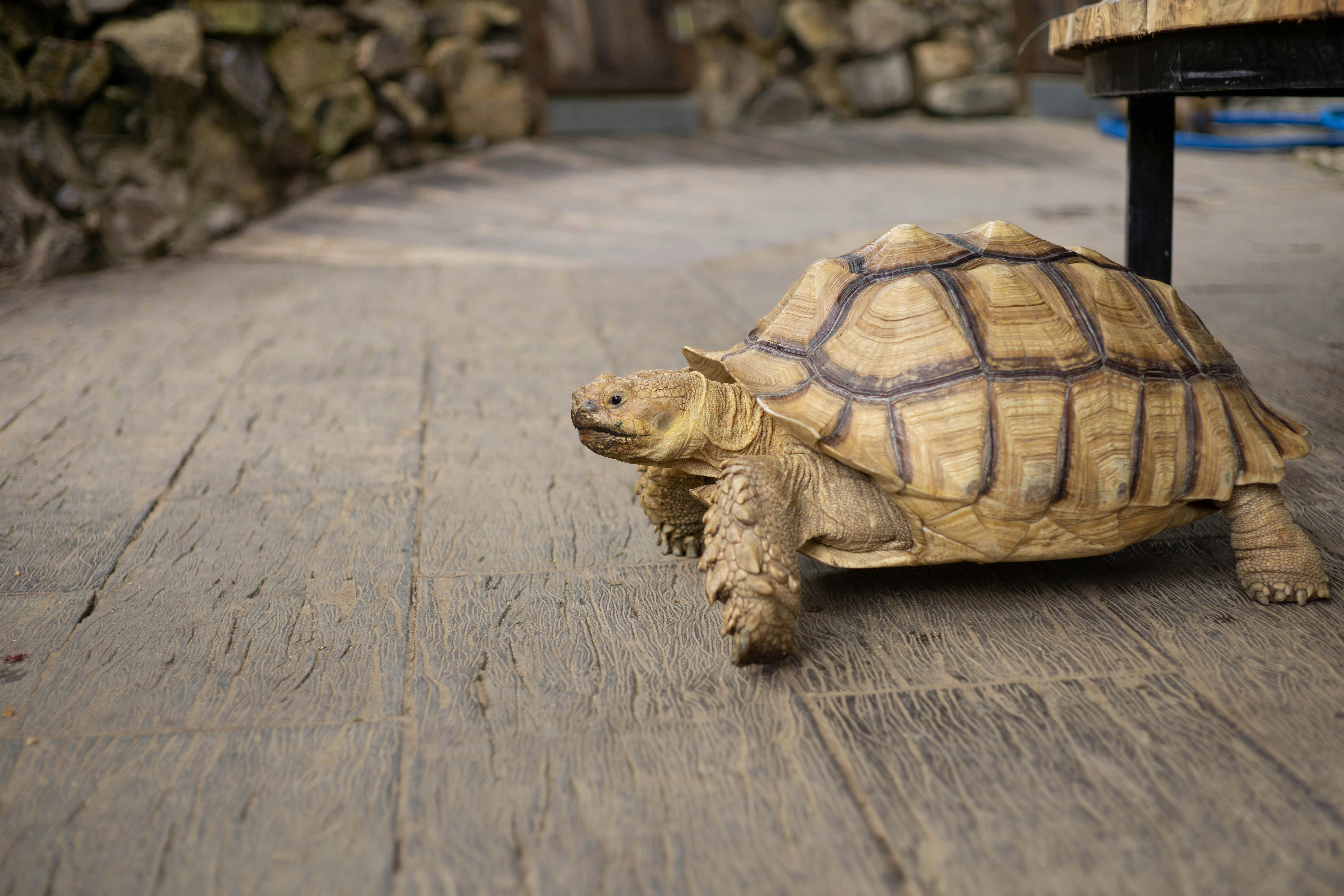 Rare Species Discoveries Reshaping Ecosystems