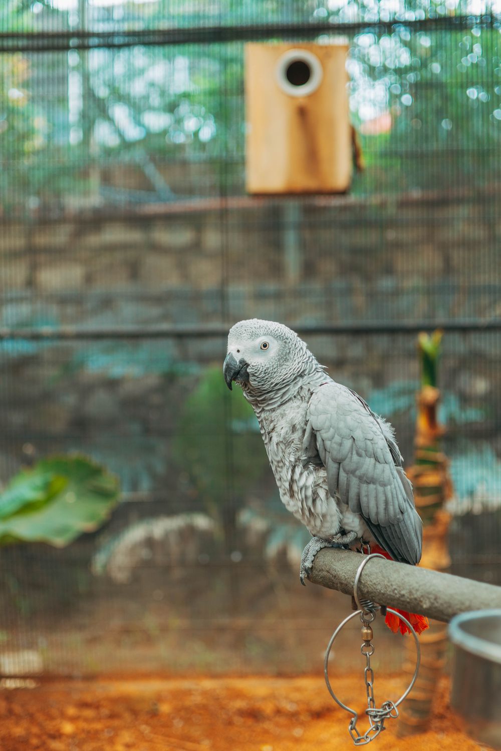 African Grey Parrot Perched In Aviary Free Stock Photo african-grey-parrot-perched-in-aviary-free-stock-photo