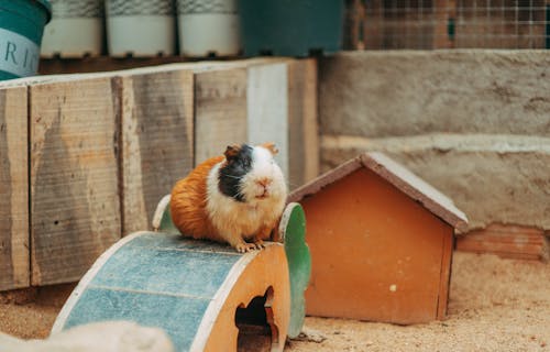 Guinea Pigs and Heaters — Cold Home Safety Tips