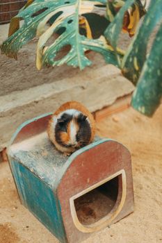 hamster photo