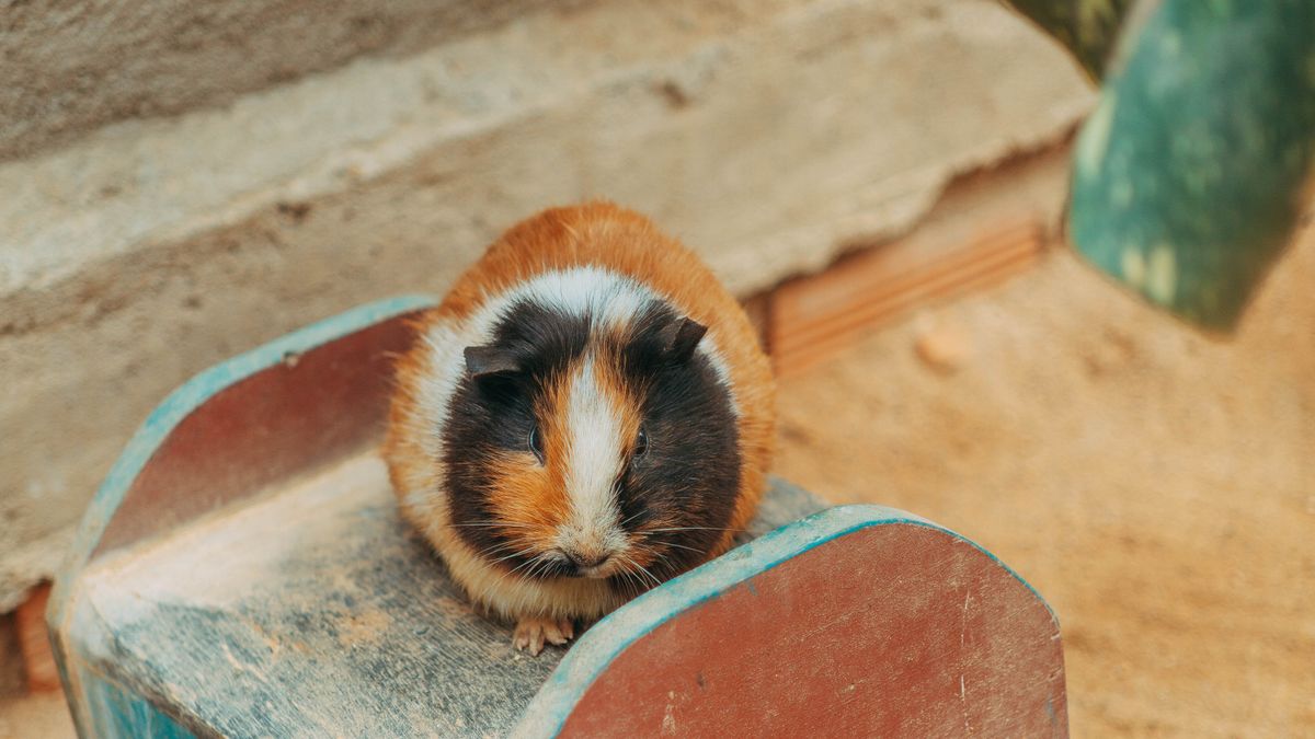 Cobaya de tres colores sobre una casita de madera en un recinto