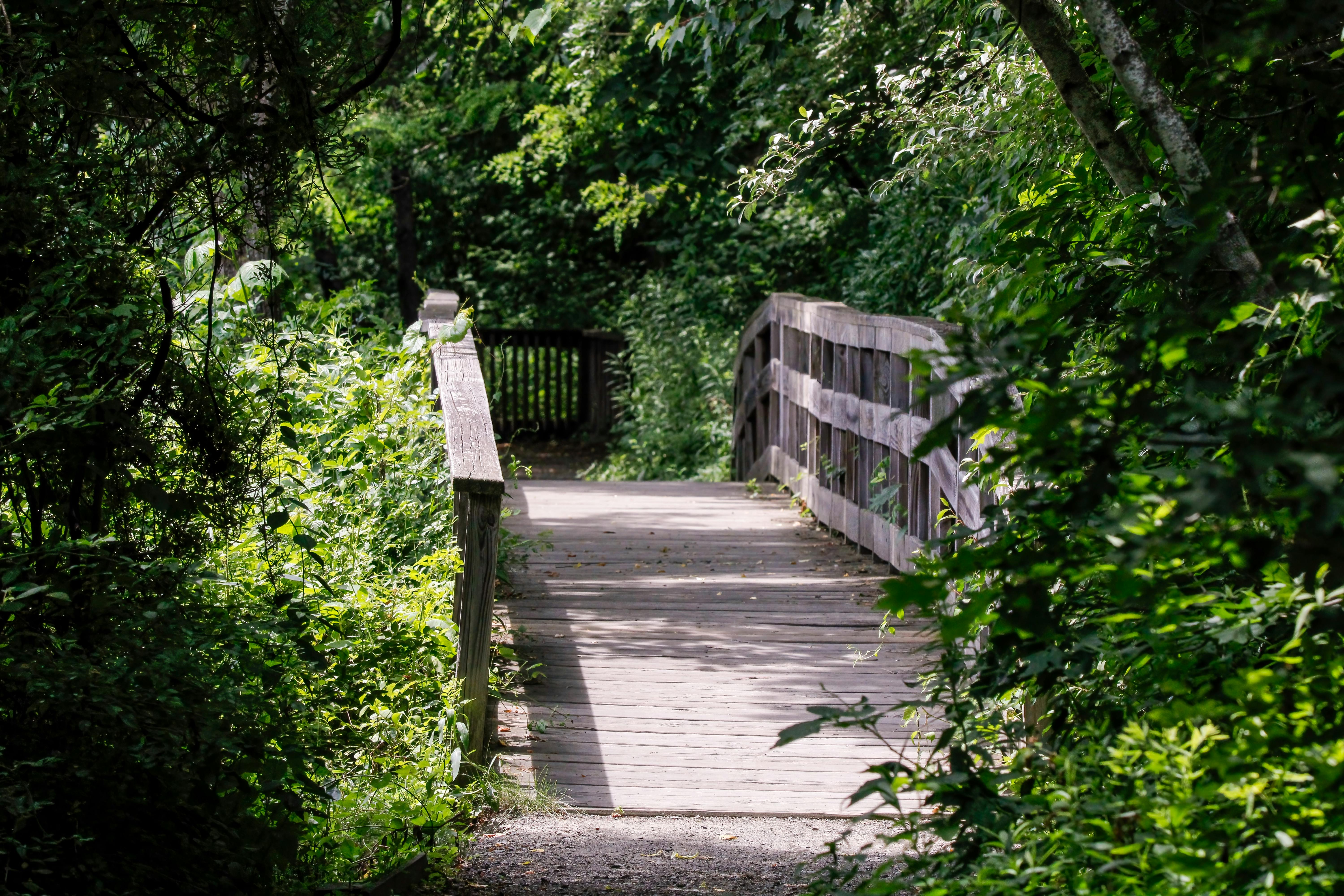 DuPage Forest Preserve executive director leaving for city manager job in Florida — Photo by Tim Dusenberry on Pexels