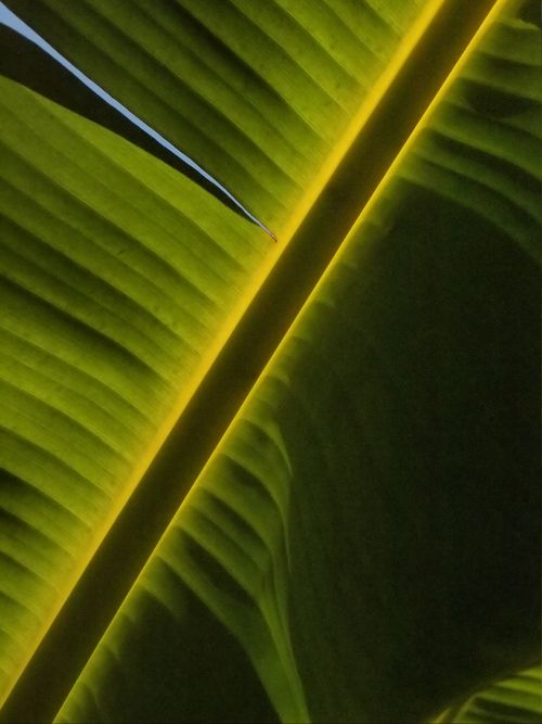 Free Detailed view of a green banana leaf with sunlight highlighting its texture. Stock Photo