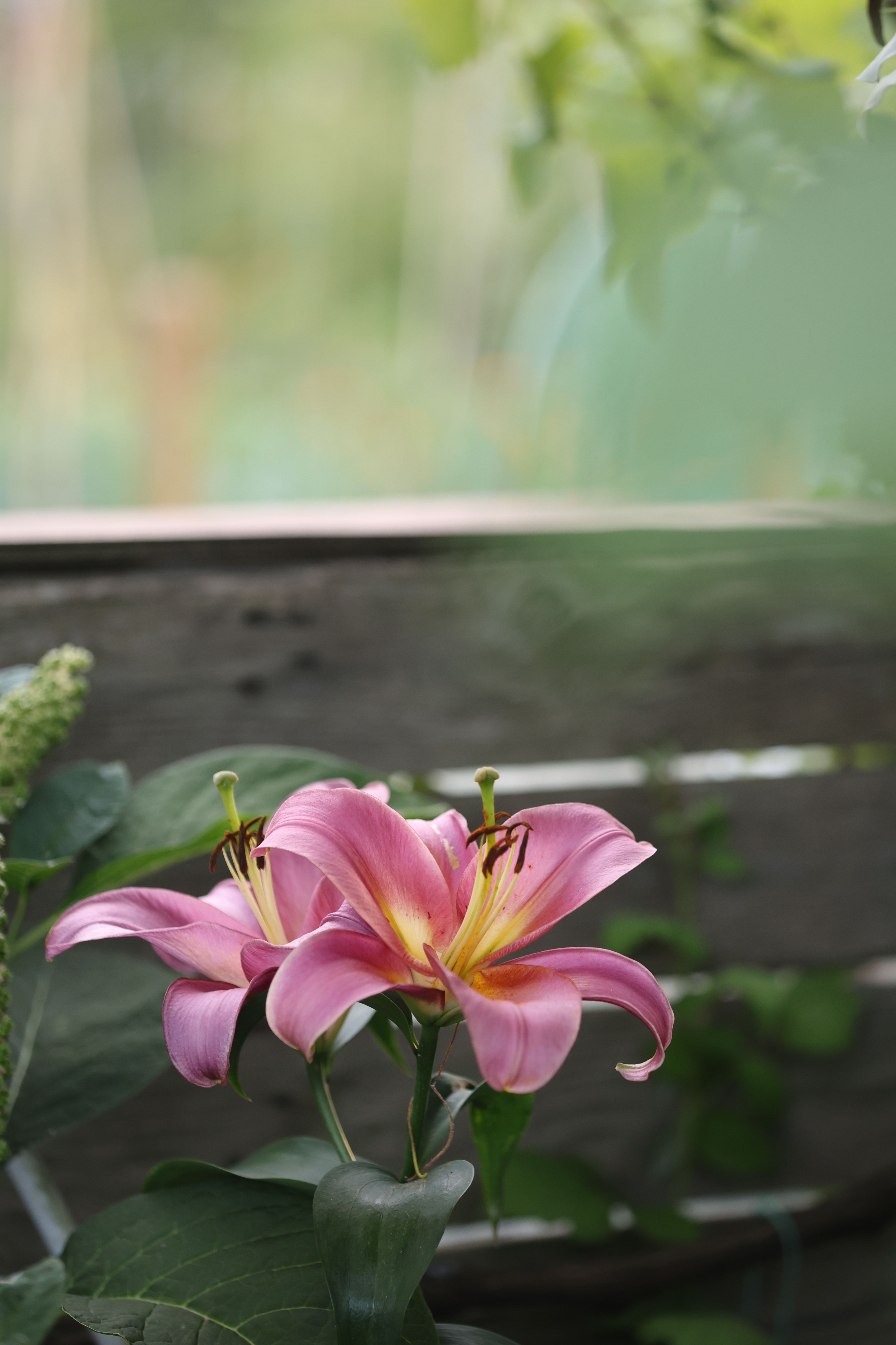 Close-up of Pink Lilies in a Garden Setting · Free Stock Photo