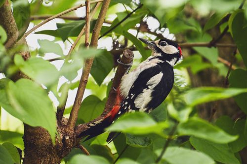 Free A great spotted woodpecker perches on a tree branch surrounded by lush green leaves in a forest setting. Stock Photo