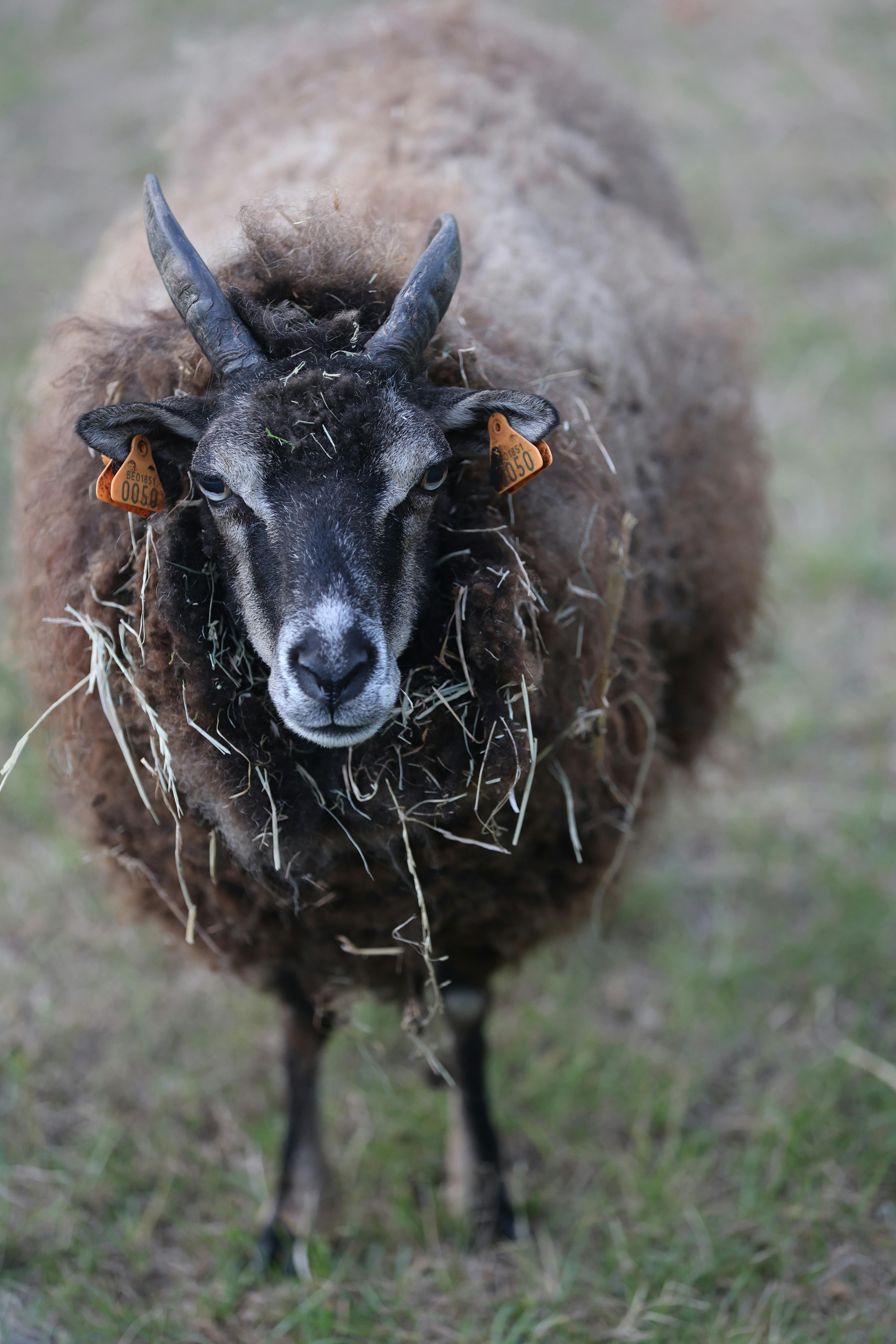 grátis Ovelha de chifres marrons olhando diretamente para a câmera, cercada por feno e grama. Foto profissional