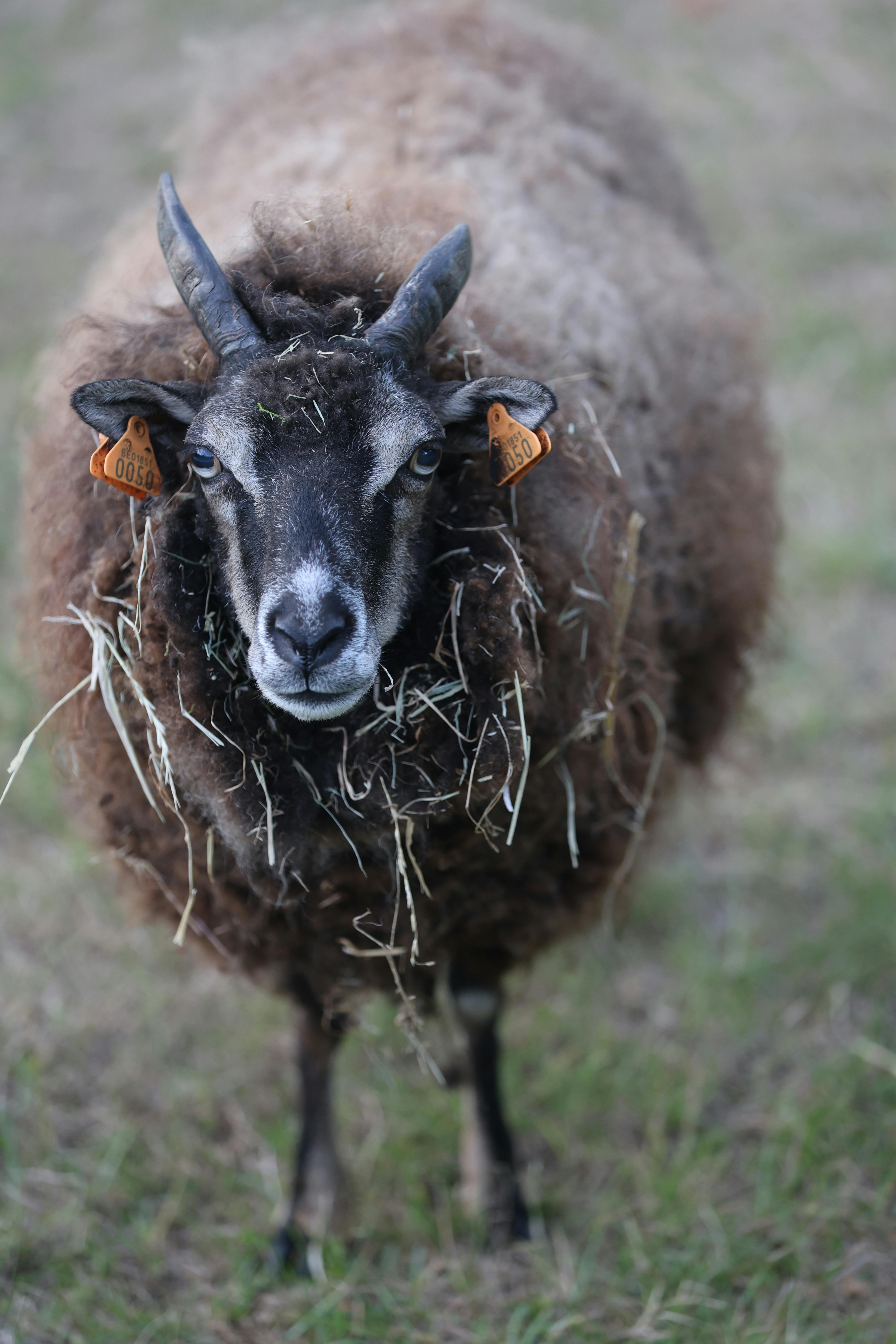 Gratuit Un regard détaillé sur un mouton brun aux cornes bouclées debout dans un champ herbeux. Photos