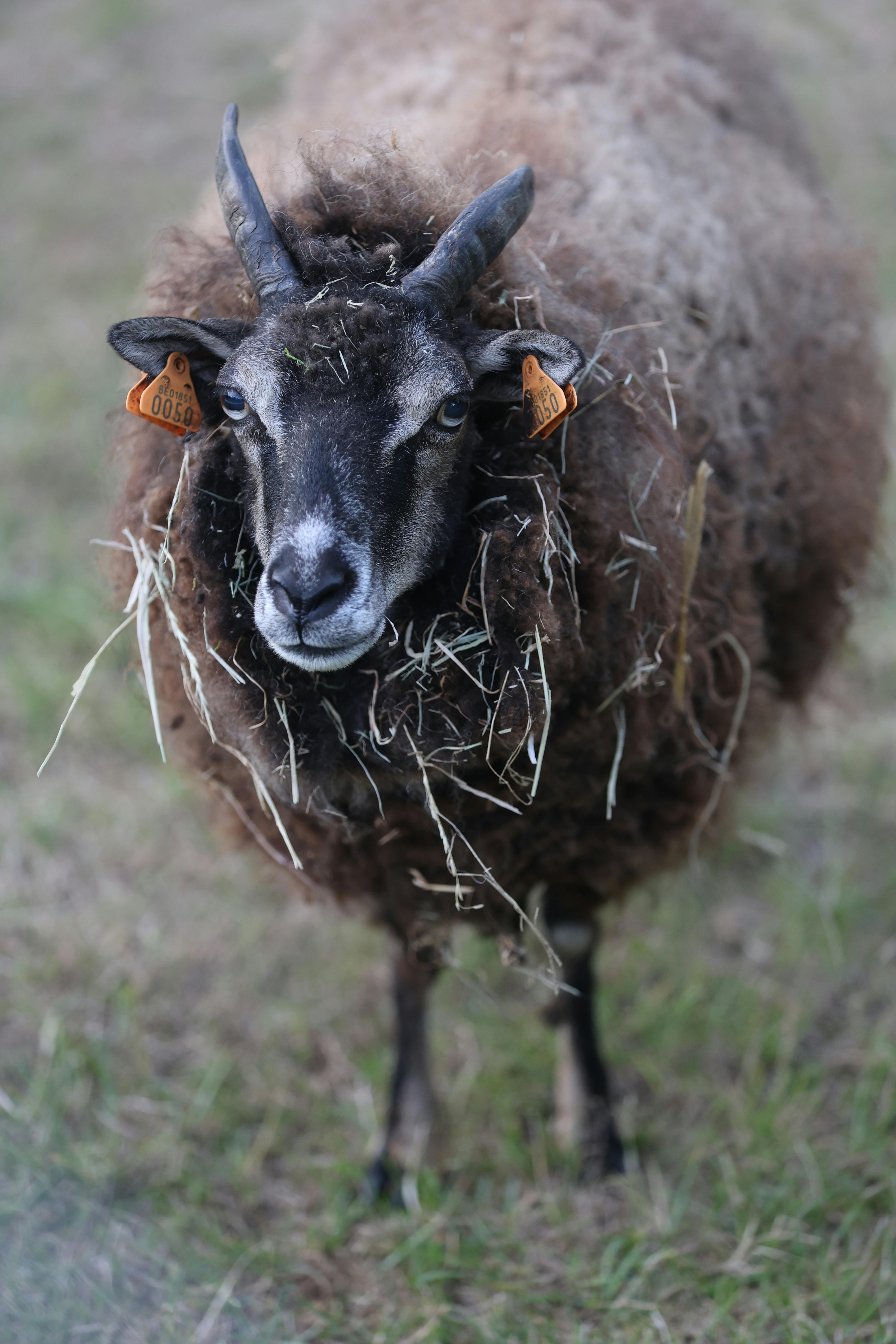 Gratuit Gros plan d'un mouton brun avec des cornes distinctes paissant dans un champ herbeux. Photos