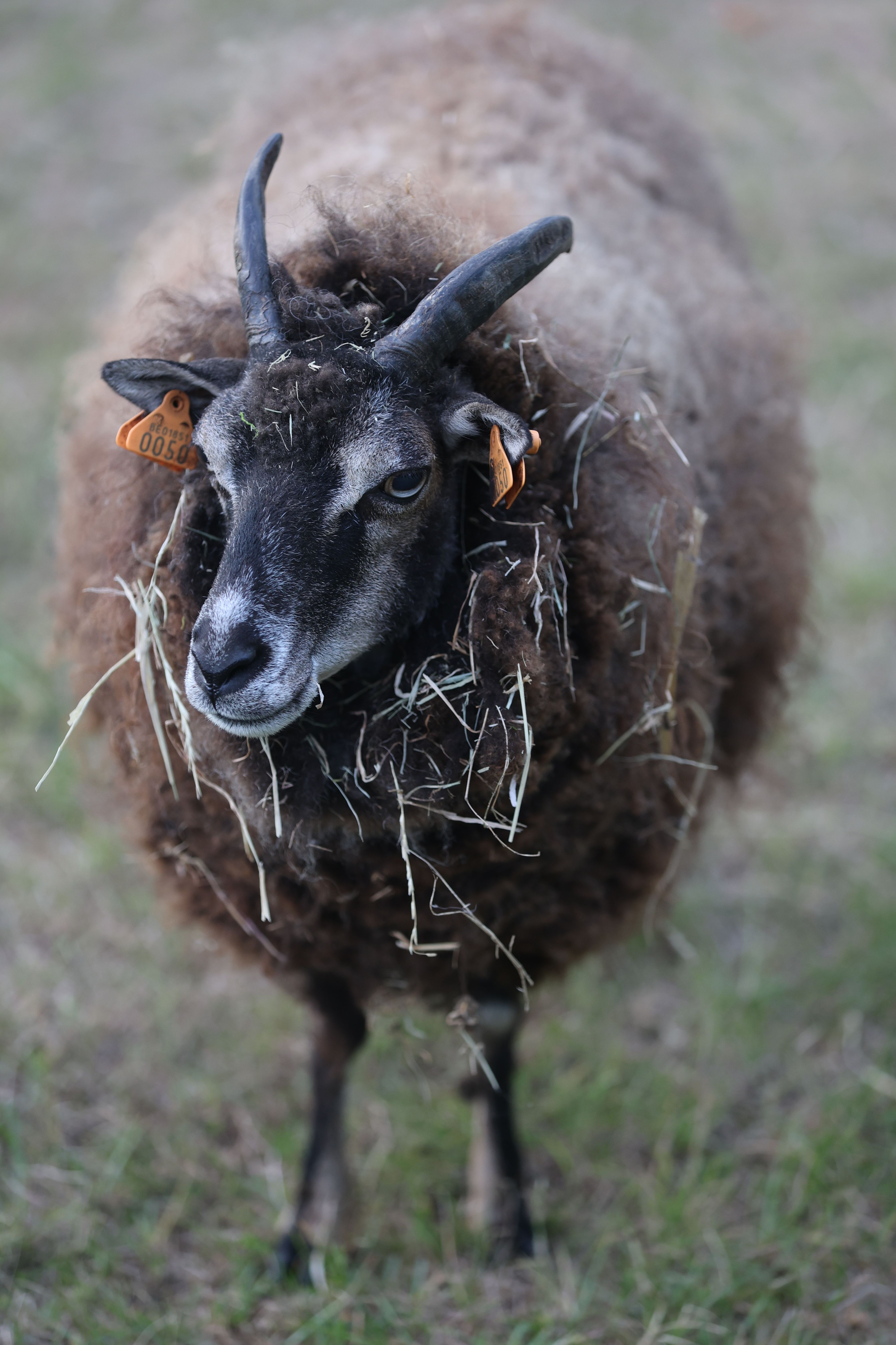 Sheep Grazing Behavior Photos, Download The BEST Free Sheep Grazing ...