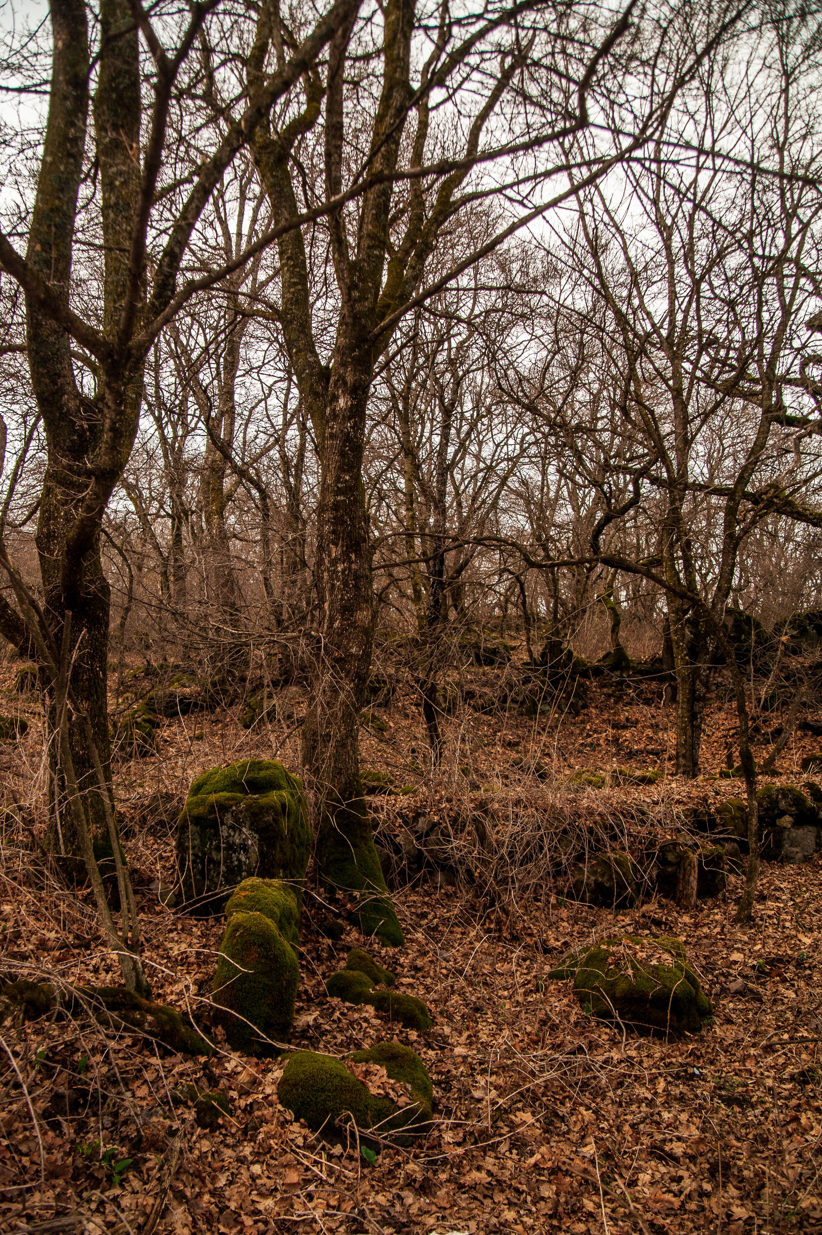 Rustic Autumn Forest with Bare Trees and Mossy Rocks · Free Stock Photo