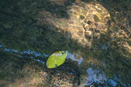 Free A tranquil image of a leaf floating gently on a clear forest creek. Stock Photo