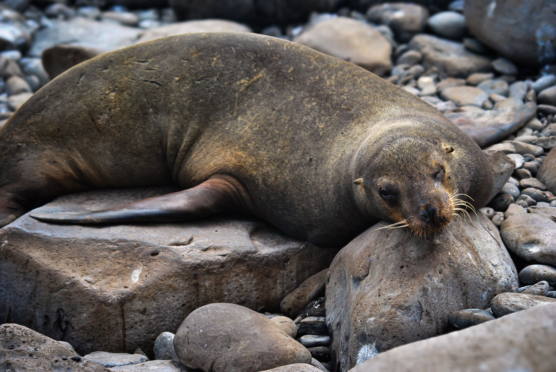 Close-up of a Galápagos sea lion lounging on rocks in the Galápagos Islands, Ecuador.