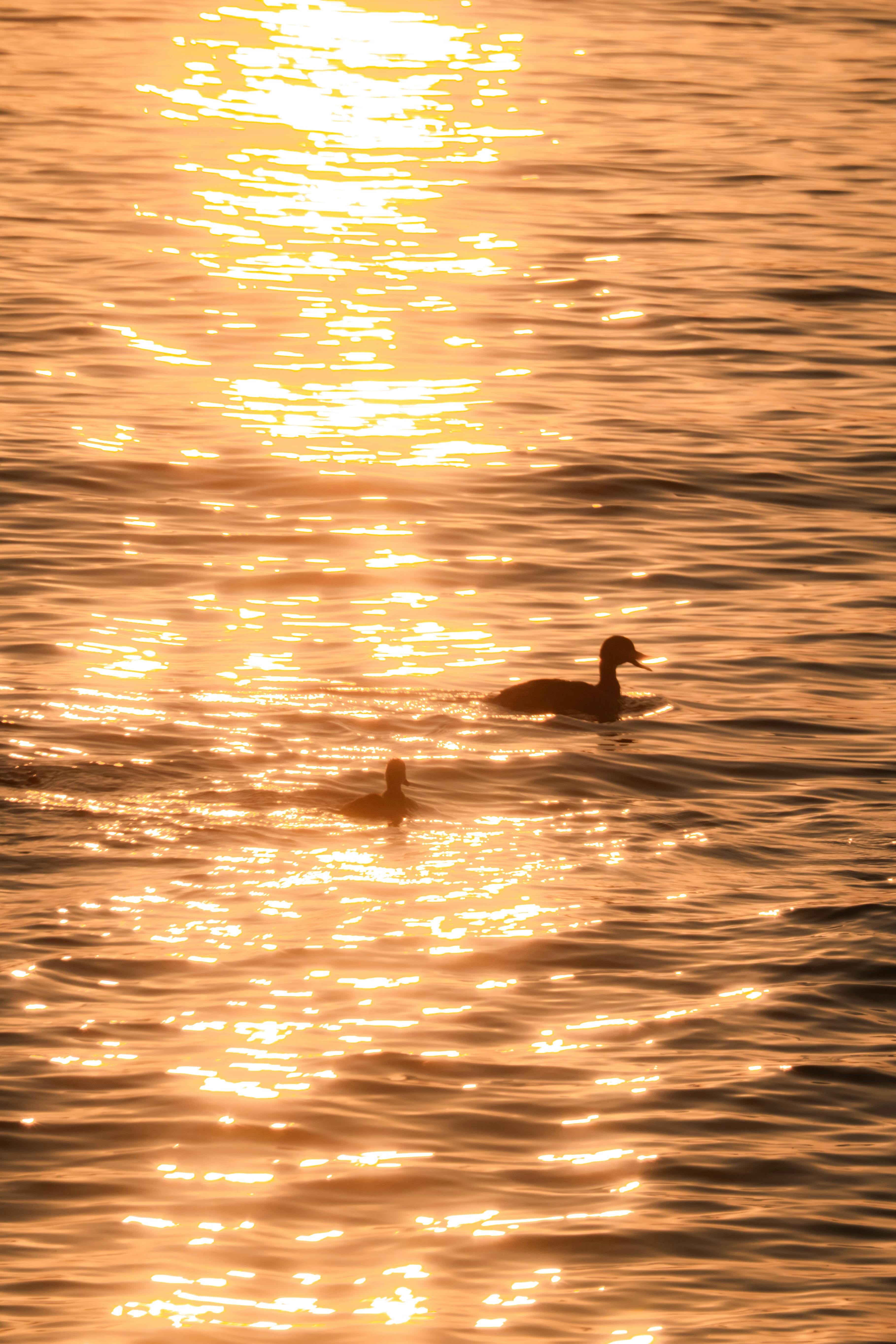 Ducks swimming calmly on a lake during a vibrant sunset creating a golden glow.