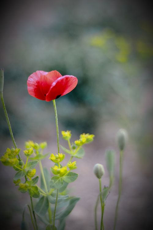 Free A vibrant red poppy flower blooming amidst lush greenery, capturing the essence of spring. Stock Photo