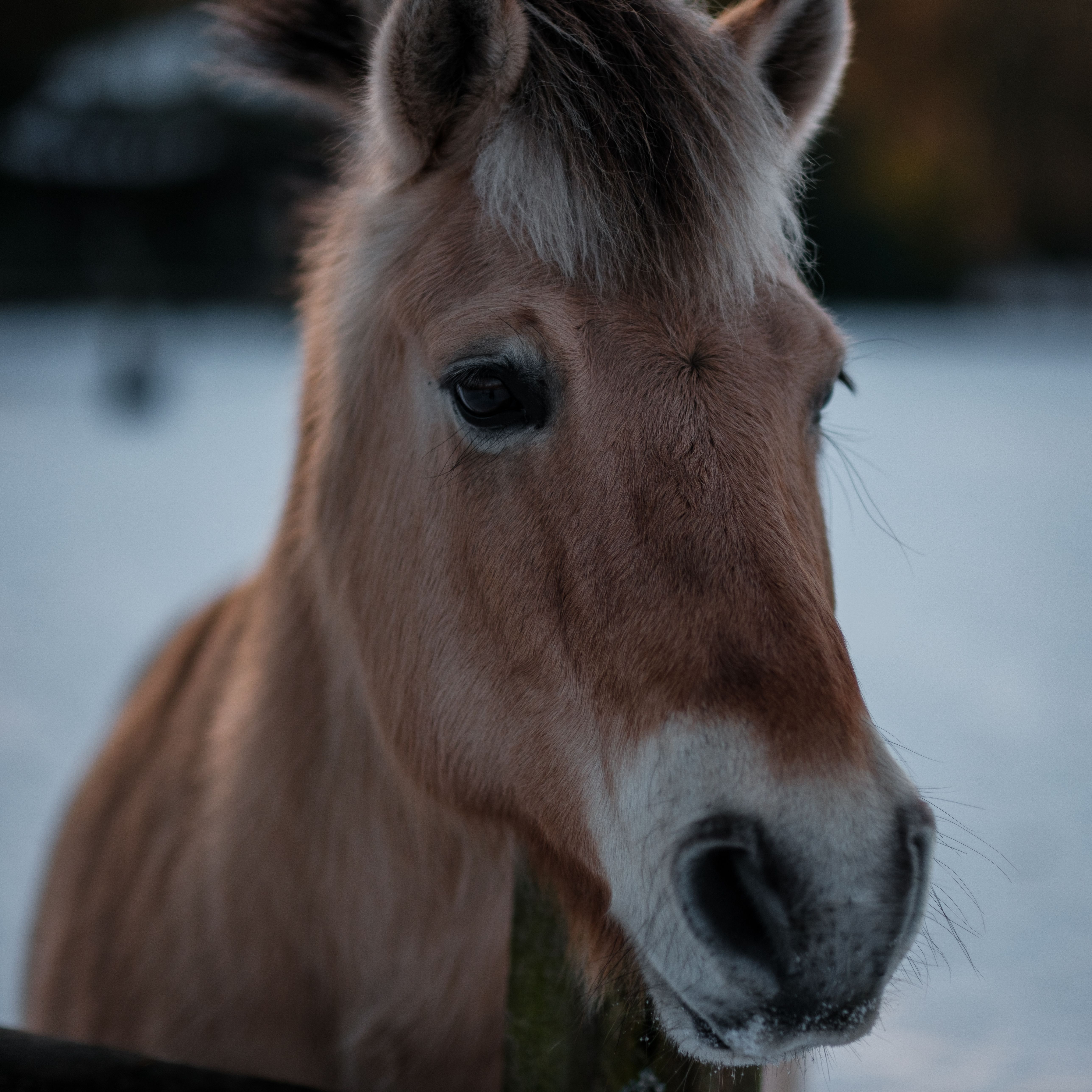 Close-up of a Przewalski horse standing in a snowy meadow during winter.