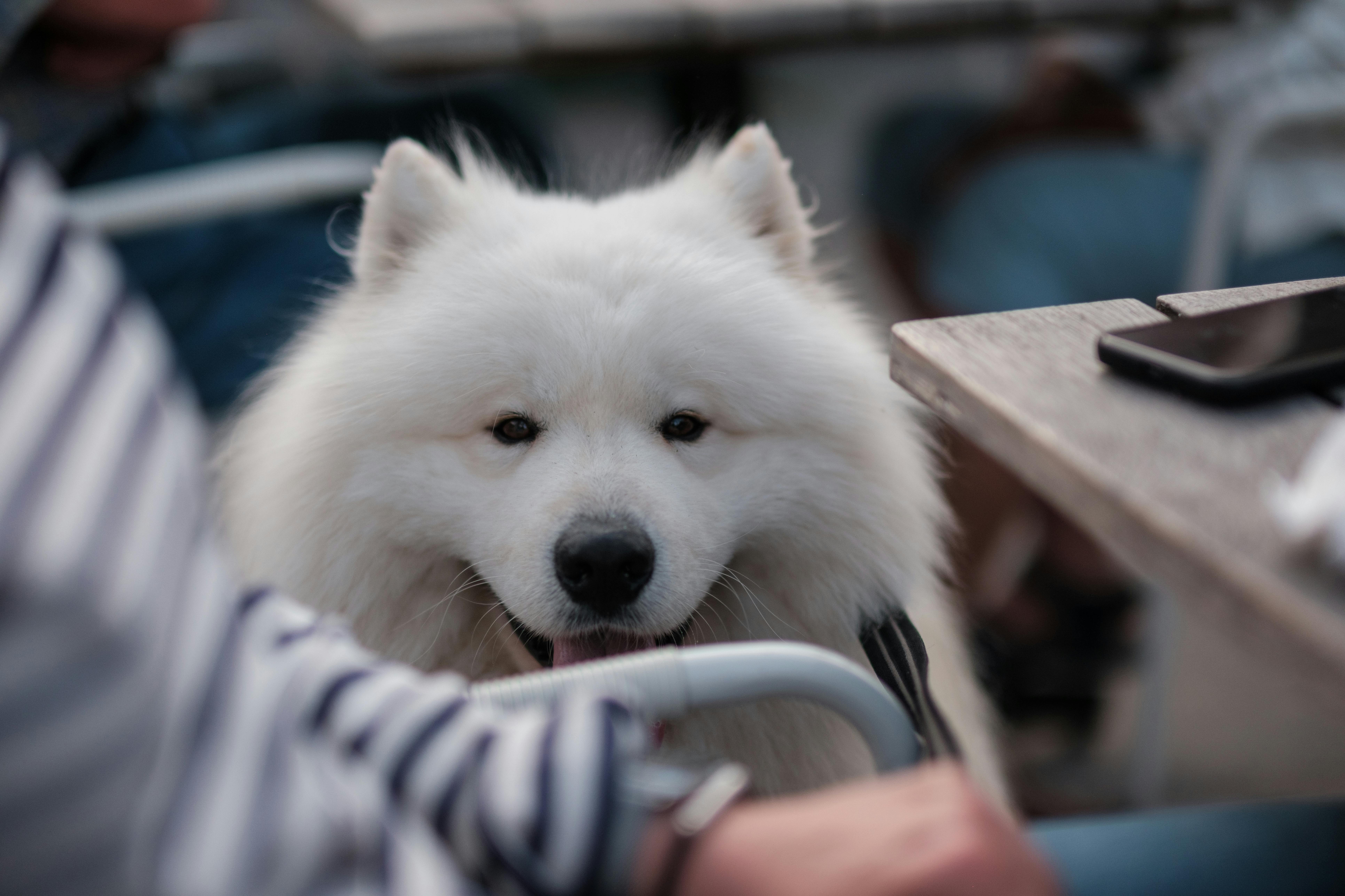 Dogs as Lifestyle Companions: What This Means for Brands &amp; Retailers — Photo by Haberdoedas Photography on Pexels