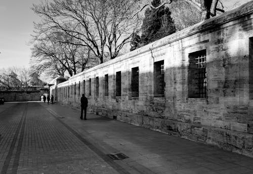 Fotos de stock gratuitas de árbol, arboles, blanco y negro, calle