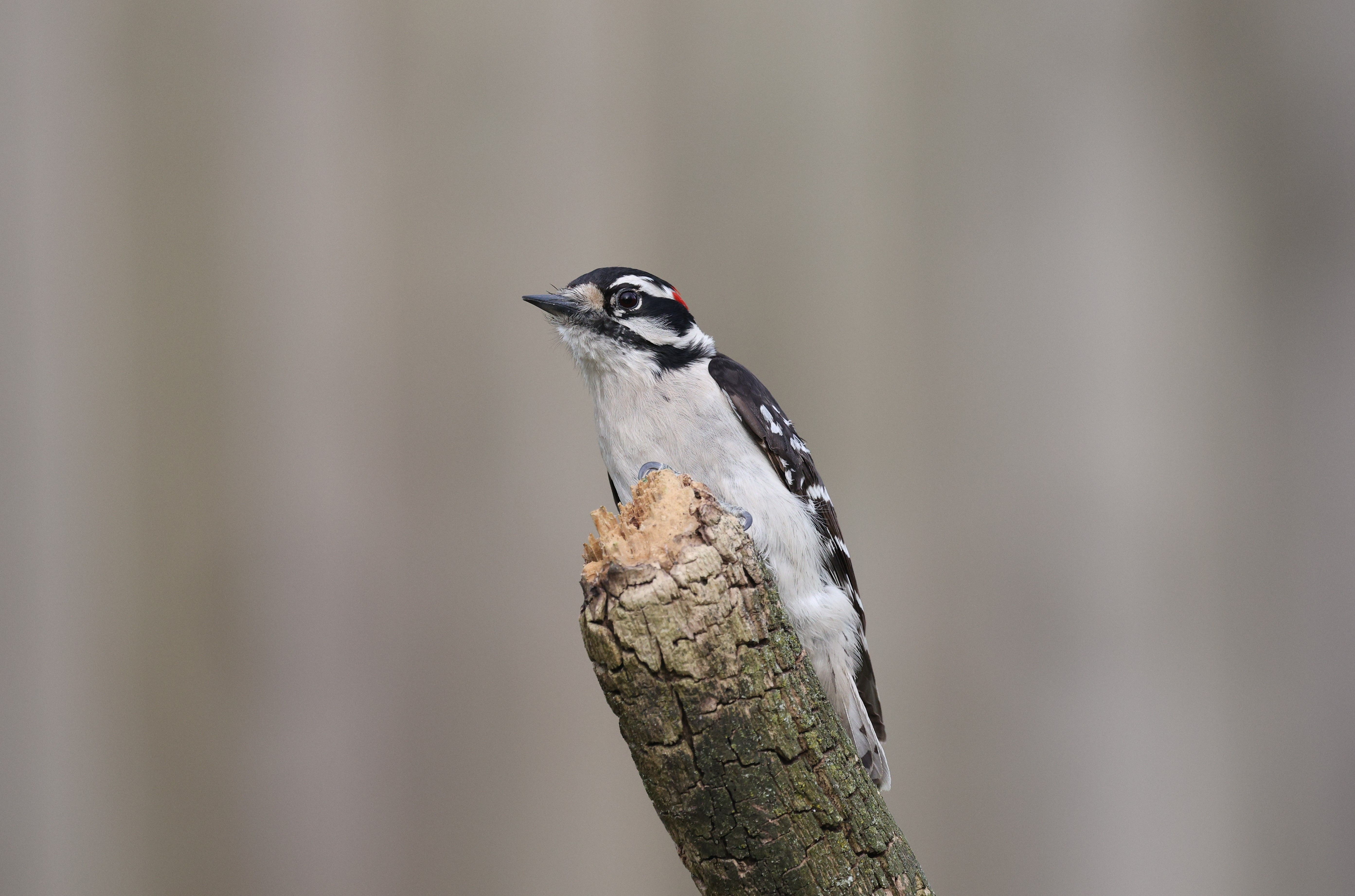 Detailed portrait of a downy woodpecker perched on a tree branch, showcasing its natural habitat.