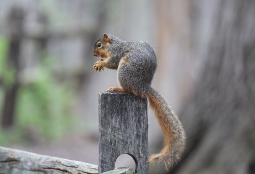 Free A squirrel sits on a wooden post in a park, enjoying a nut outdoors. Stock Photo