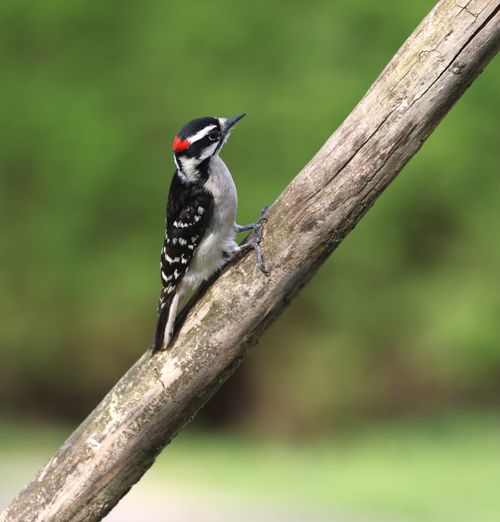 Free Colorful downy woodpecker perched on a branch with a lush green background. Stock Photo