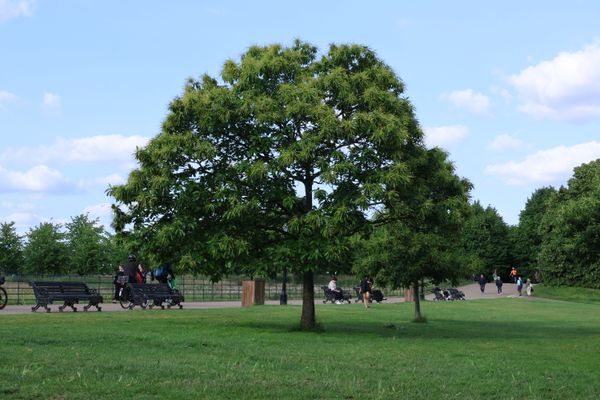 Parc verdoyant en Angleterre, ambiance sereine