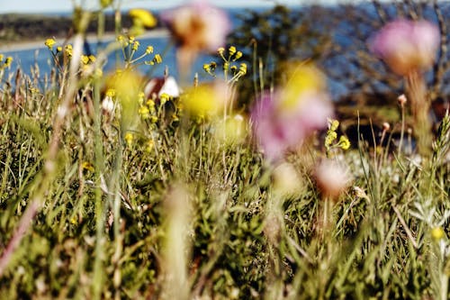 Free stock photo of by the sea, flower meadow, flowers