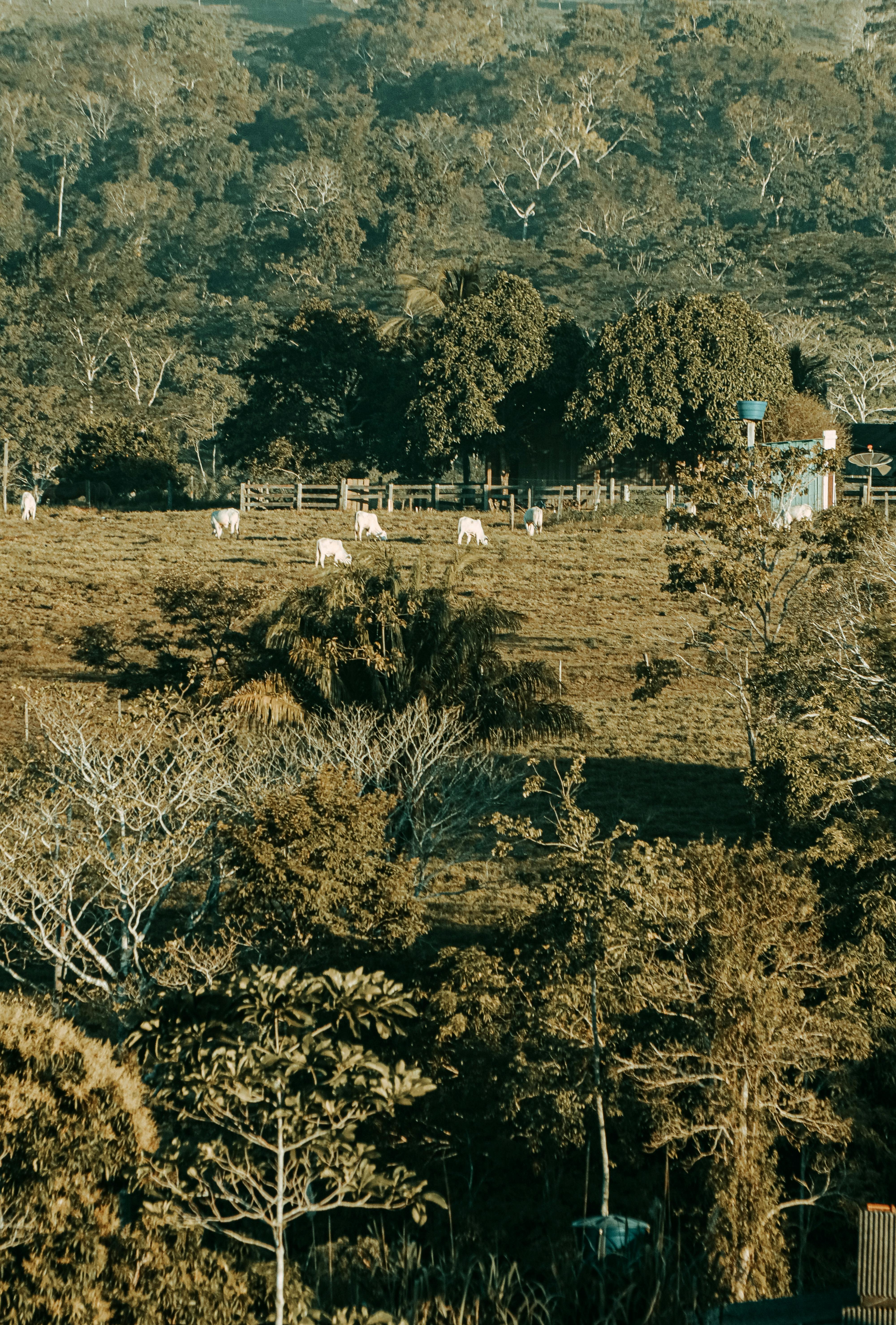 Presença da facção na região de fronteira com Acre muda comércio de ouro