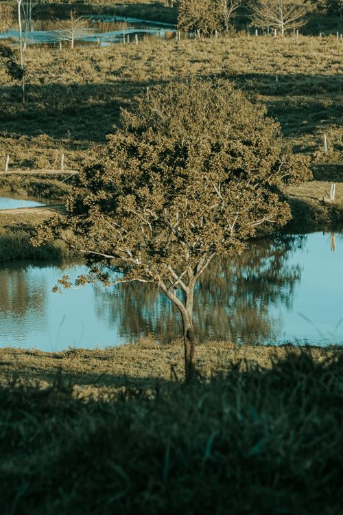 Free Serene landscape featuring a solitary tree near a reflective pond during twilight, capturing nature's calmness. Stock Photo