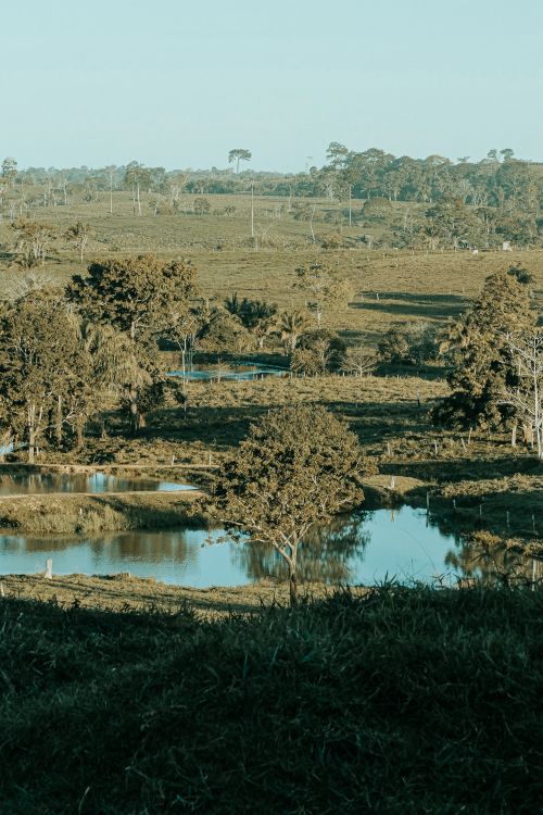 Free Serene countryside view featuring lush greenery and a reflective pond under a clear sky. Stock Photo