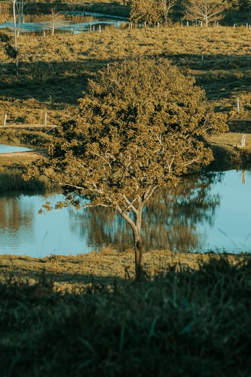 Free A tranquil scene with a single tree by a reflective pond in a lush landscape. Stock Photo