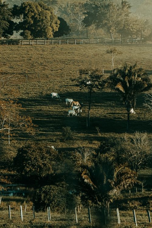 Free Cattle strolling amidst trees in a vast green pasture during daytime, offering a serene rural landscape. Stock Photo