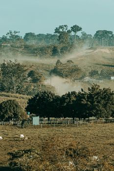 Serene rural landscape with cattle grazing amidst misty hills and trees at sunrise.
