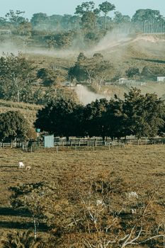 Peaceful countryside view with trees, fields, and grazing animals under misty atmosphere.
