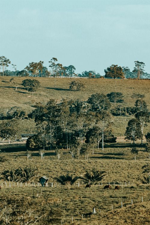 Free Peaceful rural countryside image with lush greenery and rolling hills under a clear sky. Stock Photo