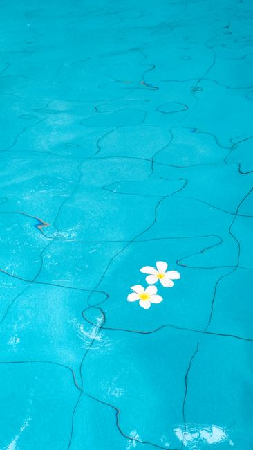 Serene image of a pool with white plumeria flowers floating on blue water. Perfect for summer themes.